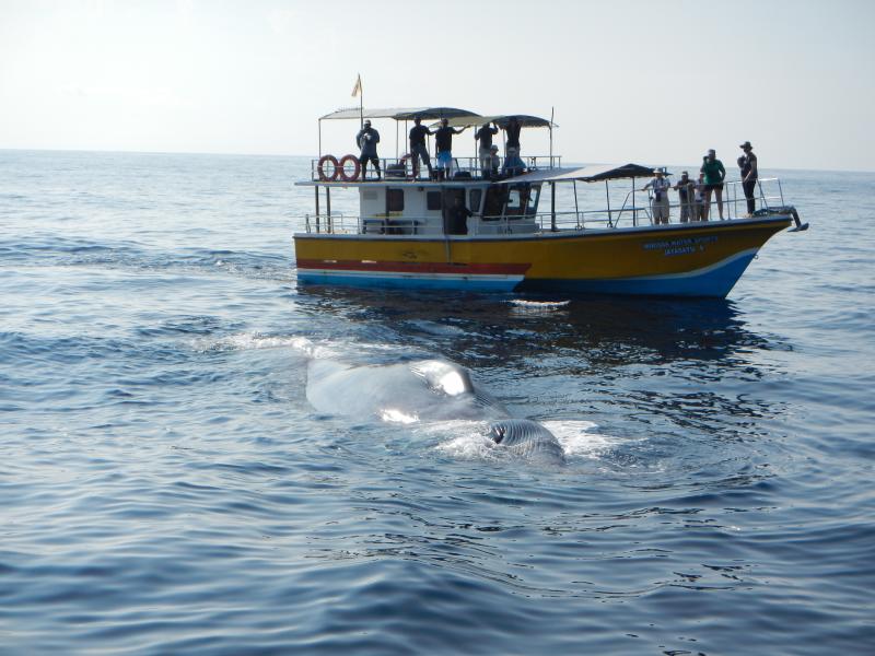 Whale Watching in Mirissa (