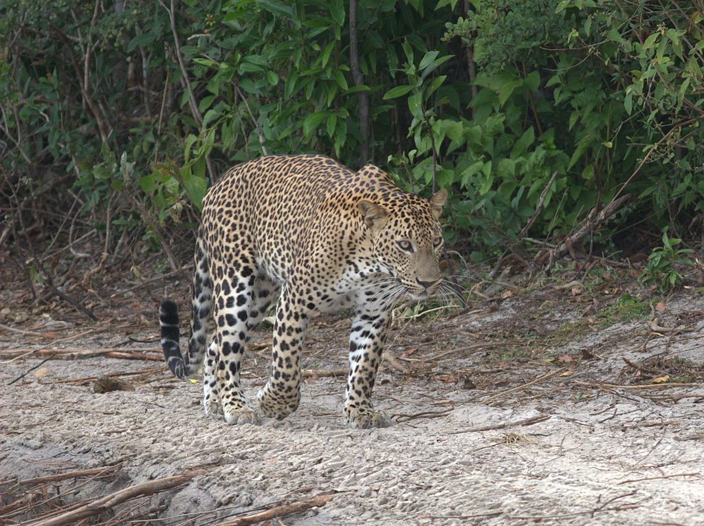 Wilpattu