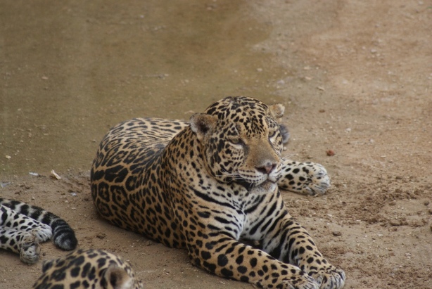 The Wildlife Experience in UAE