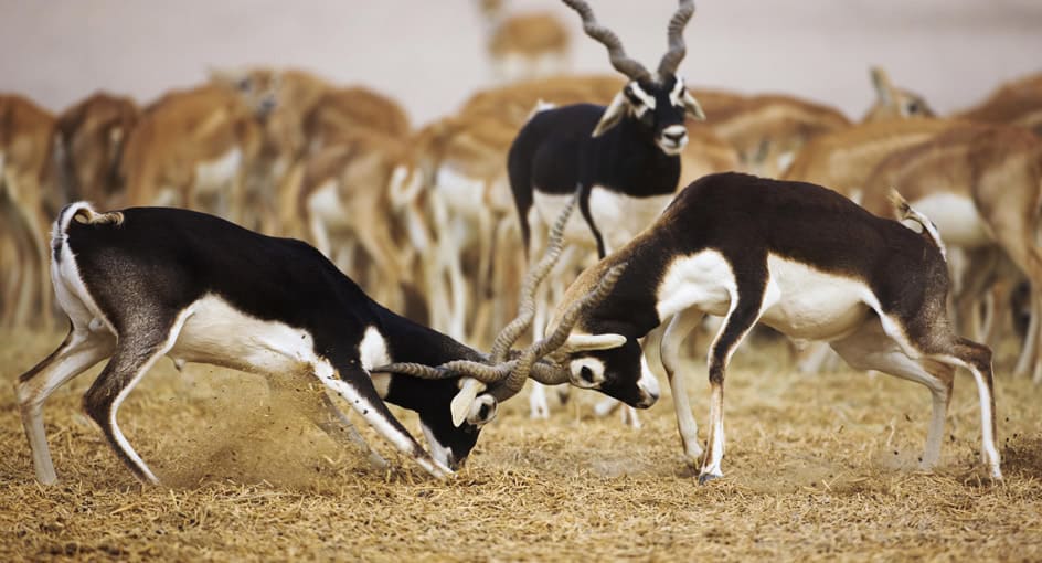 Sir Bani Yas Island: The Arabian Ark