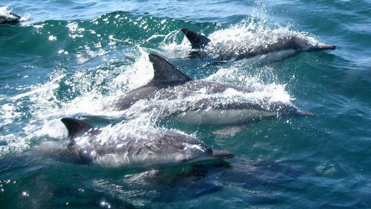 Why you SHOULD swim with dolphins