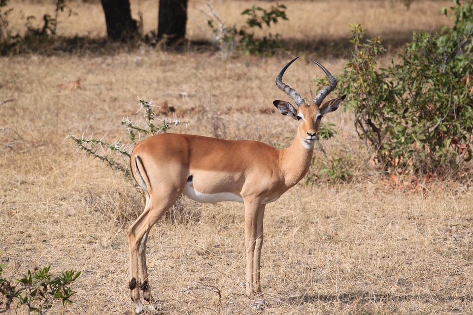The Wildlife at Sir Bani Yas Island