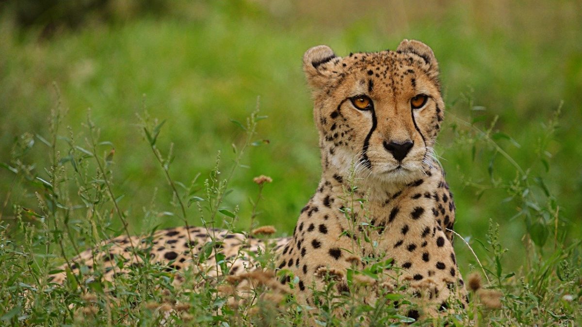 Interesting Facts about Cheetahs