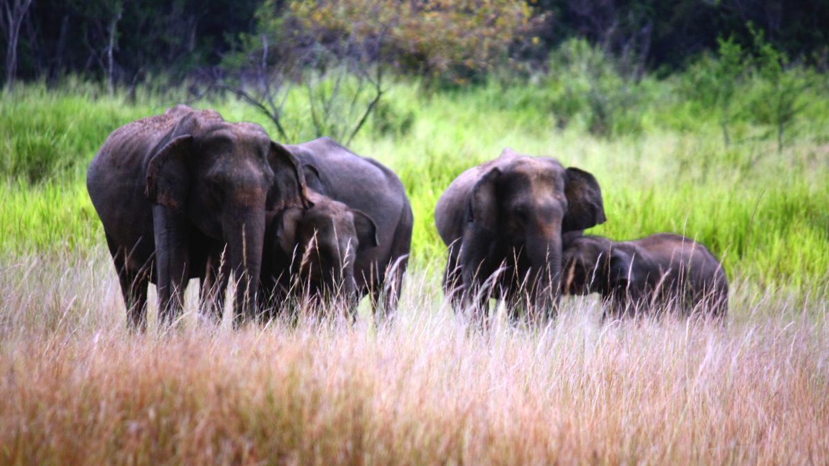 Top Reasons to Visit Sri Lanka