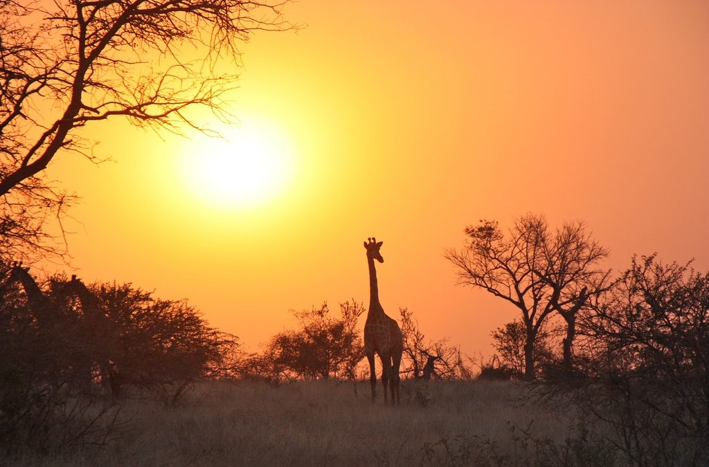 Zambia Safari Highlights