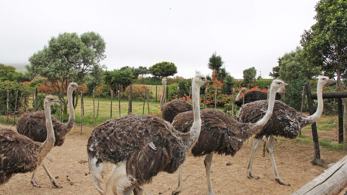 The Captivating Desaru Ostrich Farm – A Fun Family Attraction