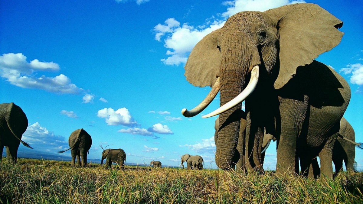 Wildlife in Zambia