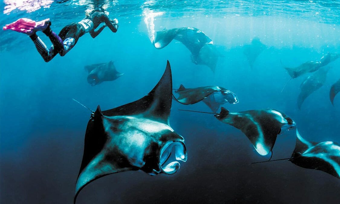 Encounters with Majestic Mantas in Hanifaru Bay