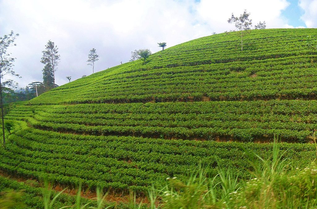 Things to See and Do in Nuwara Eliya, Sri Lanka