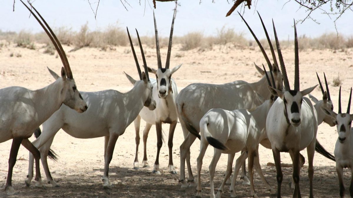 Sir Bani Yas Island Travel Guide
