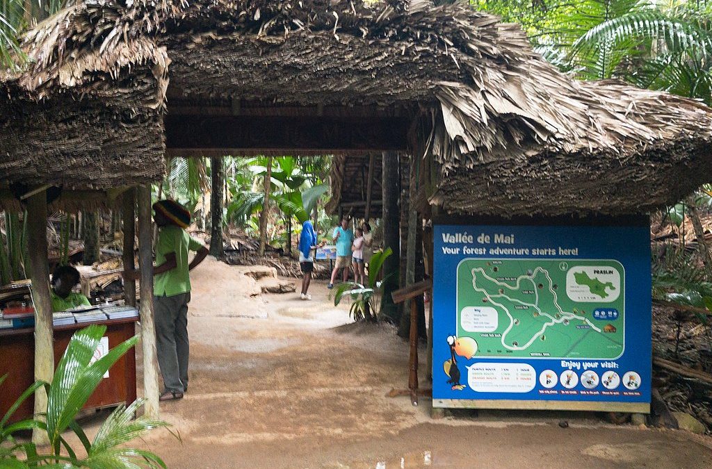 Visiting the Vallée de Mai Nature Reserve