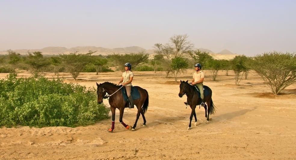 Inside the Magical Island of Sir Bani Yas – Be a part of Nature during your holiday