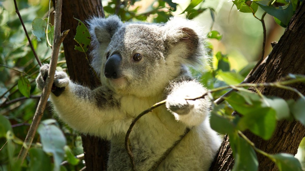 Amazing Ideas to Plan a Romantic Date in Brisbane