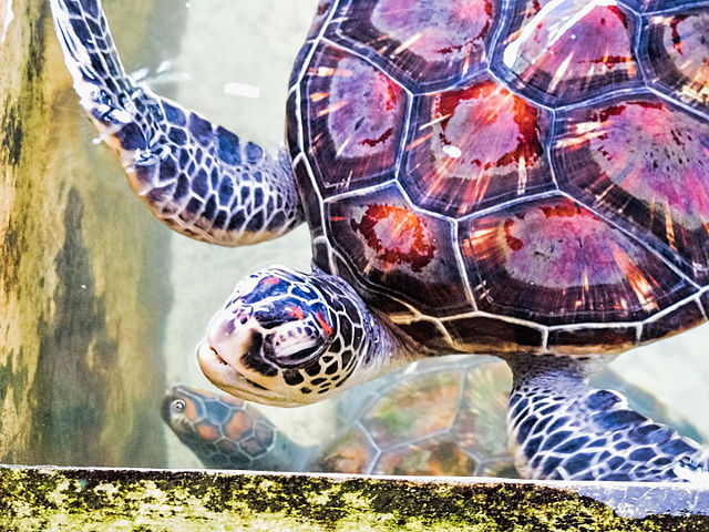 Experience the Coastal Bliss in Bentota