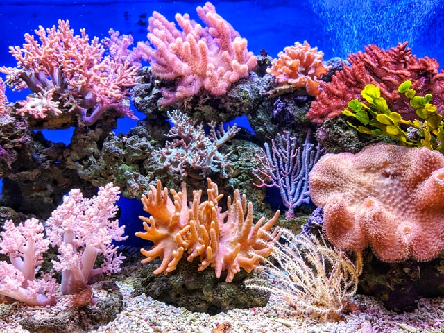 Bali Coral Reef