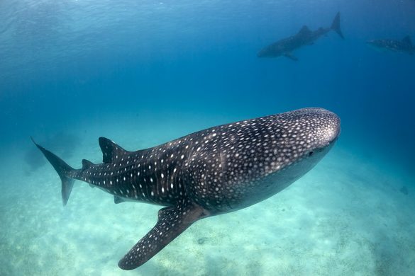 Whale Sharks