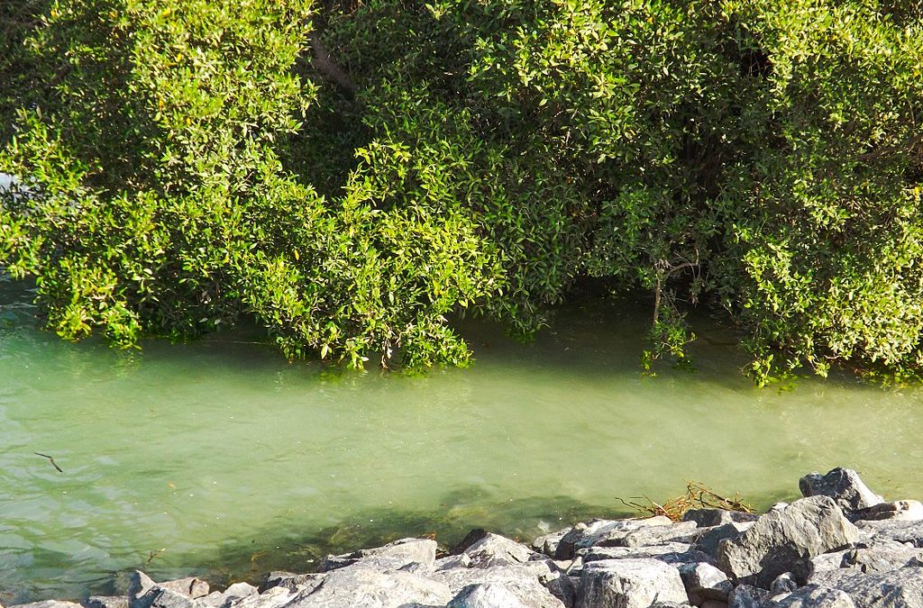 Exploring the Mangrove National Park