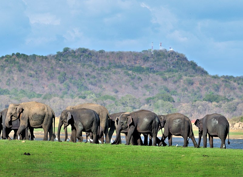 Local Culture in Sri Lanka
