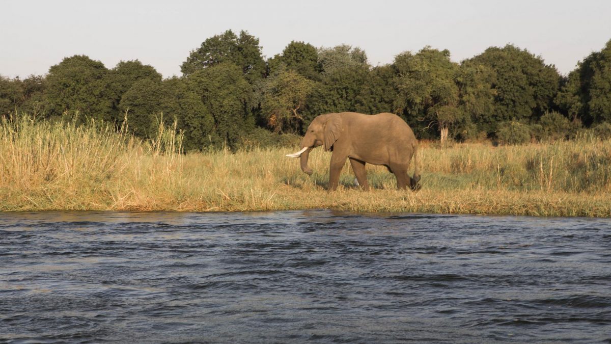 Zambia Safari Highlights