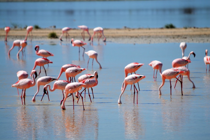 Amazing Wildlife in Sir Bani Yas Island