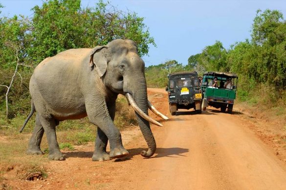 Yala National park