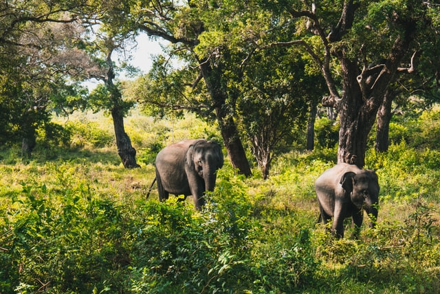 Elephants