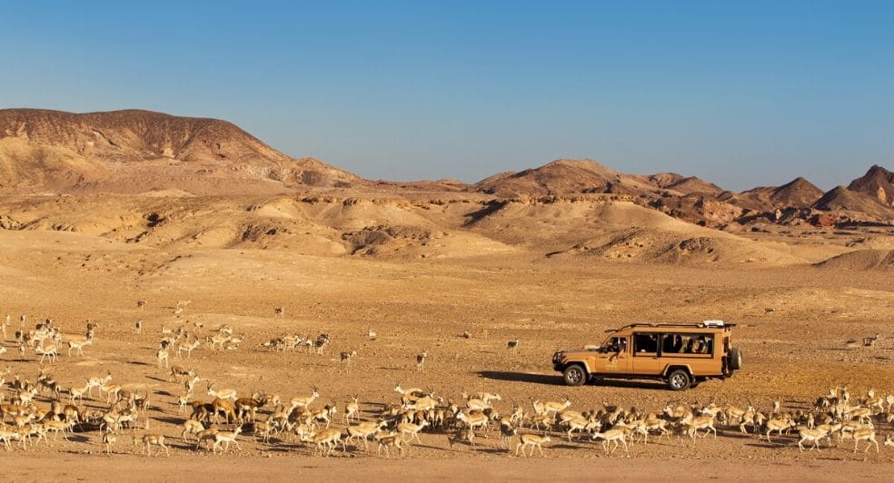 The Arabian Oryx – A Desert Native
