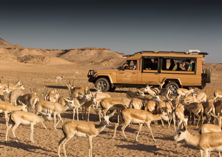 Best island getaways in Abu Dhabi