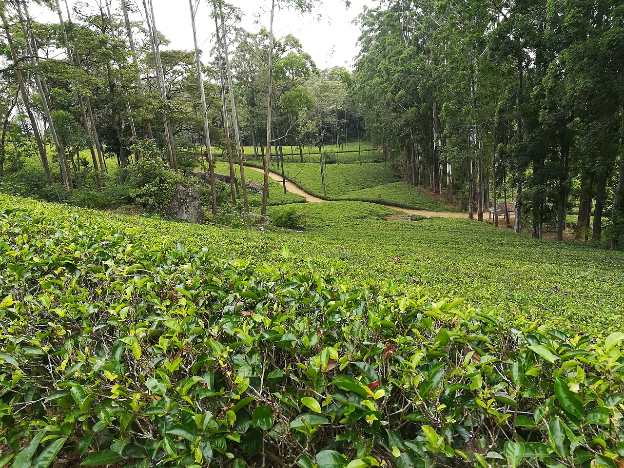 Tea Estate