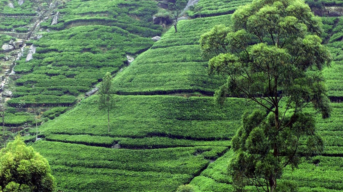 Story of Ceylon Tea
