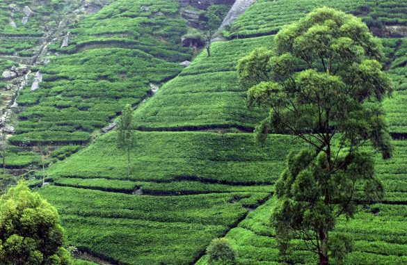 Tea Plantation
