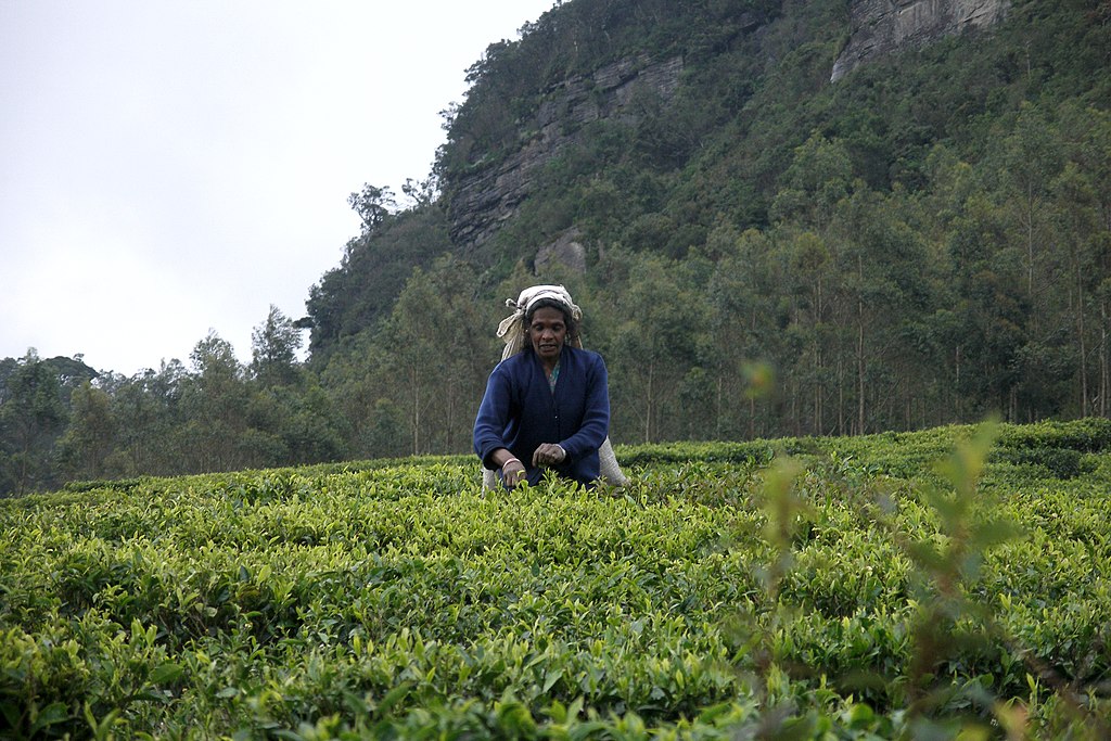 nuwaraeliya tea 