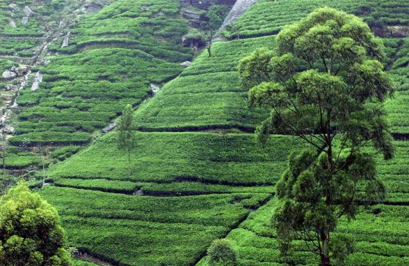 Tea_plantation_near_Kandy,_Sri_Lanka