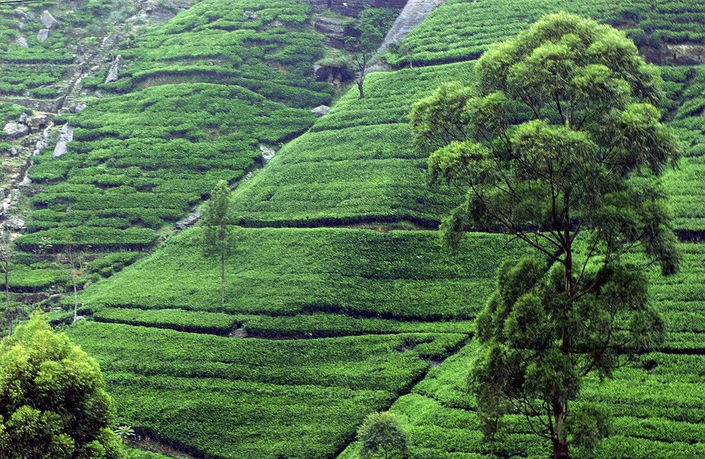 Why Is Pure Ceylon Tea the Best Tea in The World? Spill The Tea!