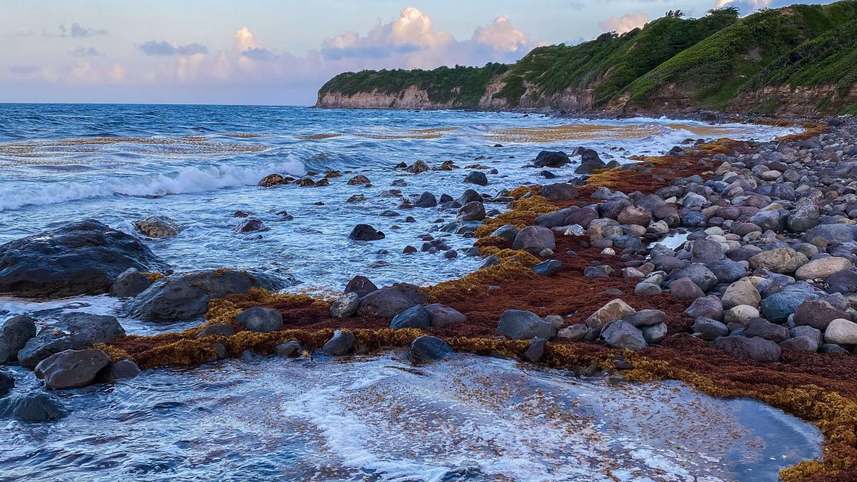What to do in Saint Kitts and Nevis