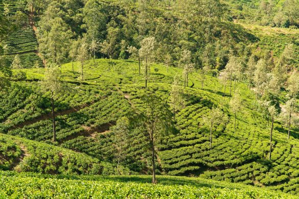 Tea Plantations of Ceylon