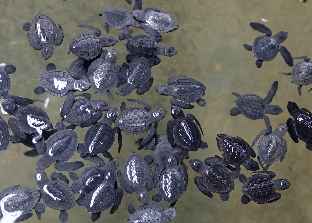 bentota turtle hatchery