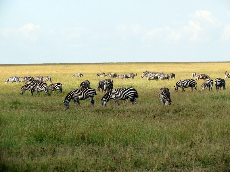 Serengeti National Park safari