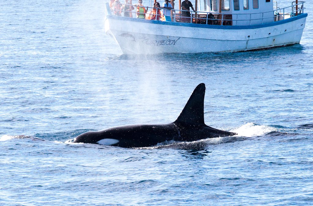 All You Need to Know About Whale Watching in Sri Lanka
