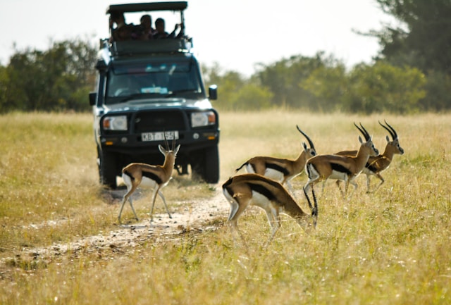 Wilderness Royalty: A Guide to Luxury Safari Escapes in Kenya with Your Family
