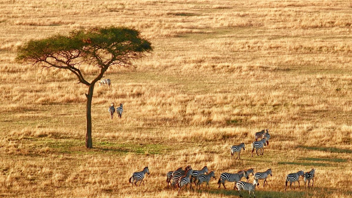 Camping Safaris in Tanzania