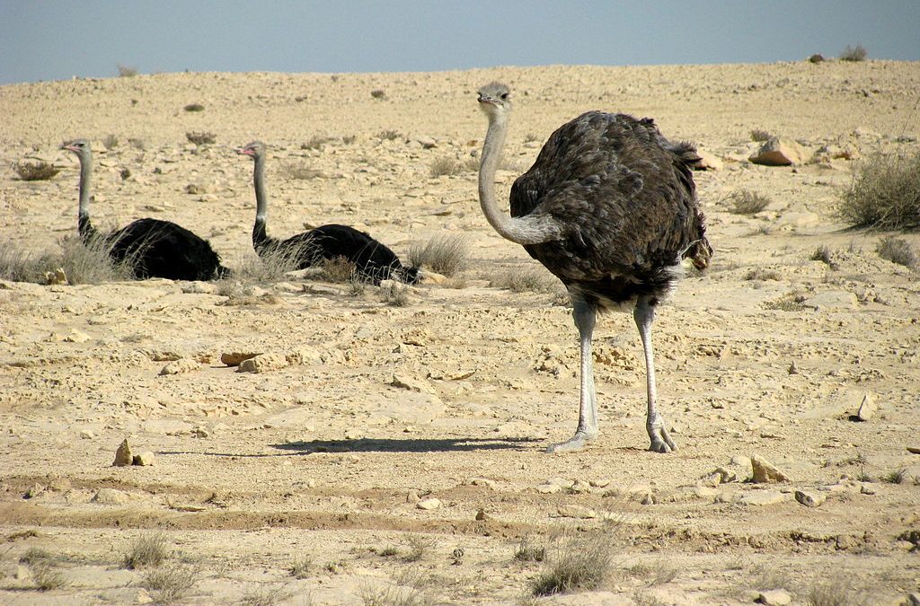 Experiencing the beauty of Qatar