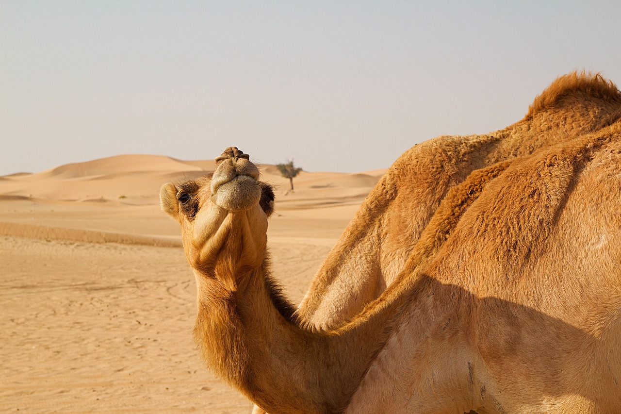 abu-dhabi