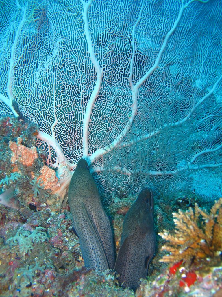 coral