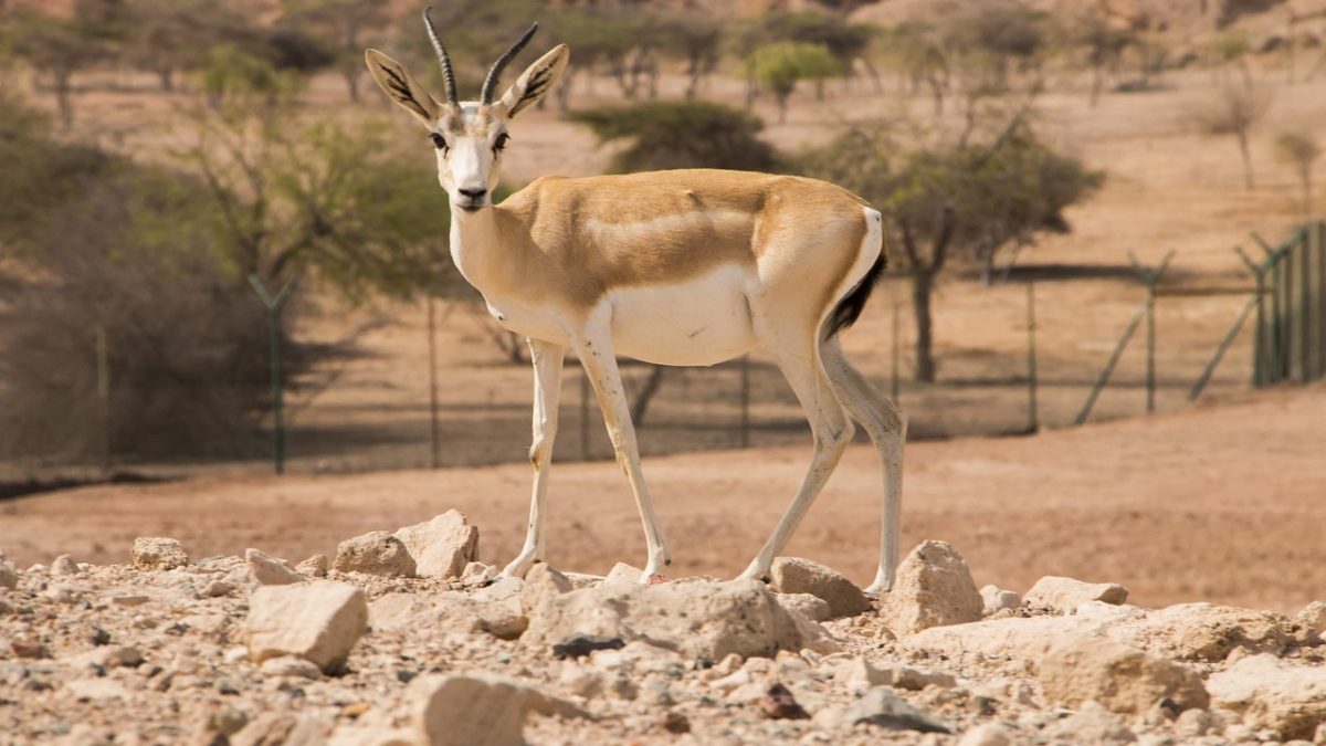 Adventures in the Wilds of Sir Bani Yas Island
