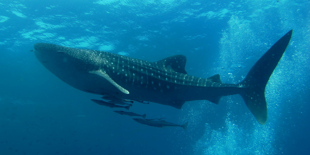 Similan Dive Center