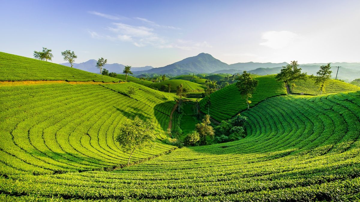 Experiences That Define Quy Nhon: Things to Do in Quy Nhon with Kids
