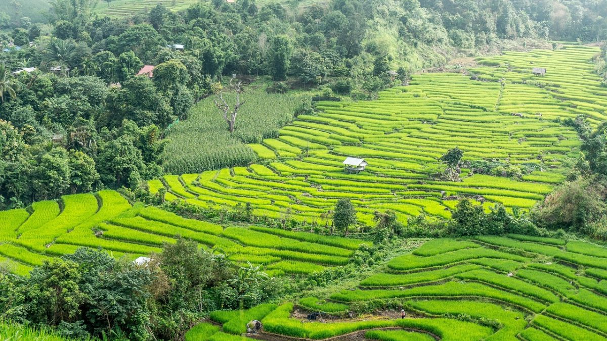 Exploring the Culture and Cuisine of Northern Thailand’s Hill Tribes: A Feast for the Senses