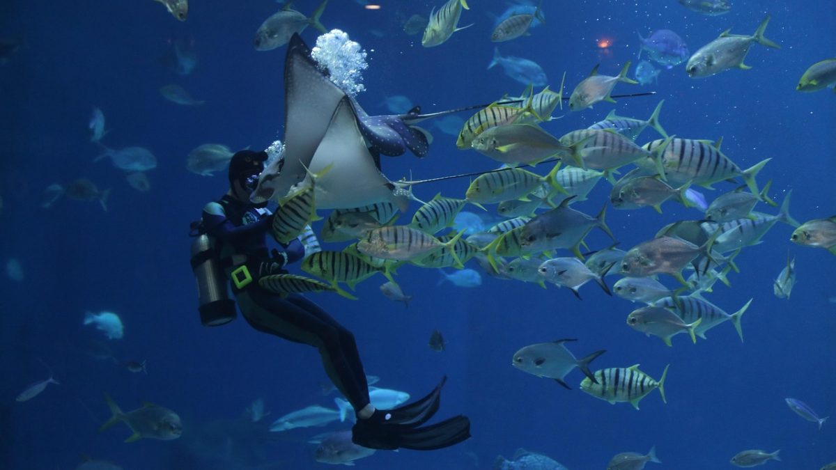Coral, Not Cocktails: The Maldives Beyond the Postcard