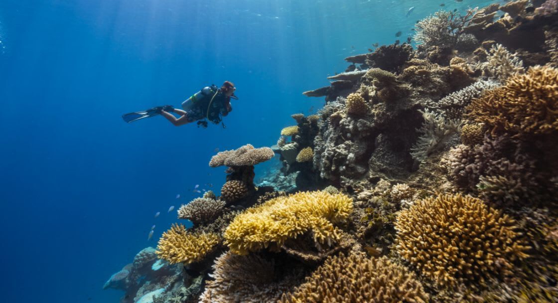 Snorkelling in Gemanafushi’s Underwater Coral Garden